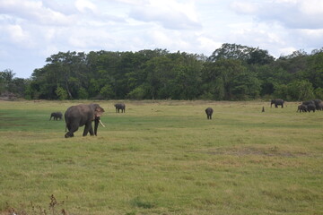 Fototapeta na wymiar herd of elephants in field