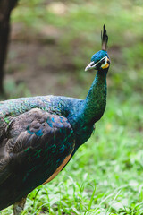 Obraz premium A peacock (Peafowl) walking on a green grass outside.