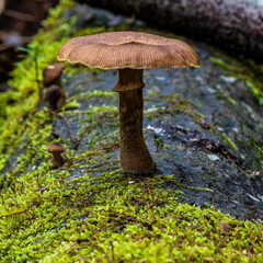 Mushrooms in the Eibenwald Paterzell, Yew forest Paterzell, Bavaria, Germany