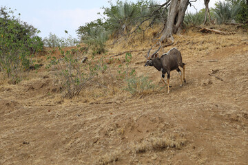 Nyala / Nyala / Tragelaphus angasii.