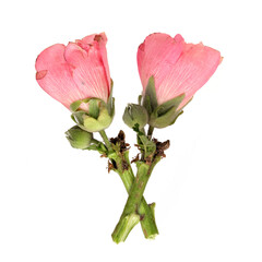 Pink flower isolated on a white background