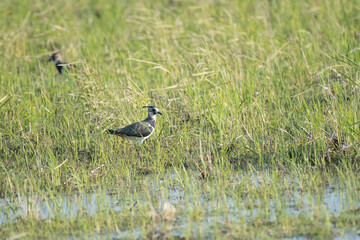Lapwing in autumn  rice field