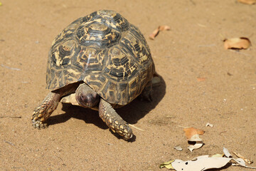 Leopardenschildkröte / Leopard tortoise / Geochelone pardalis
