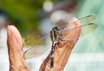 A dragonfly rests on an old man's hand, close-up