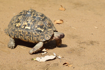 Leopardenschildkröte / Leopard tortoise / Geochelone pardalis