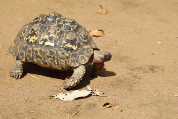 Leopardenschildkröte / Leopard tortoise / Geochelone pardalis