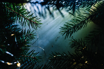 Fir tree branches on white background in blue and tidewater color light. Copy space. Top view. Close-up. Wallpaper. Magic advertisement backdrop. Christmas card. New year decor market or shop or fair