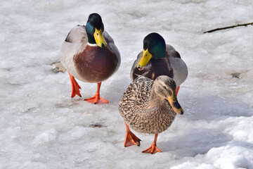 Drei Stockenten auf dem Eis