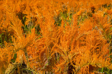 Beautiful lush yellow celosia close-up