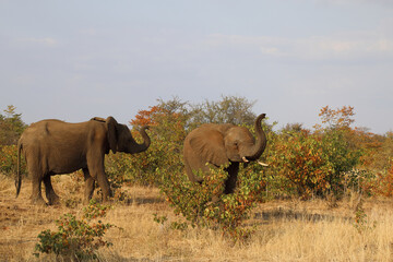 Obraz premium Afrikanischer Elefant / African elephant / Loxodonta africana