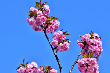 Pinke Frühlingsblütenpracht vor tiefblauem Himmel