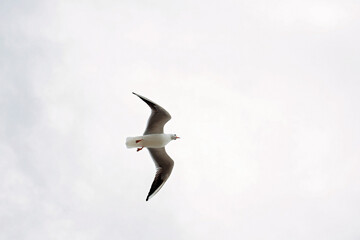 Seagull flying in the sky close-up