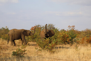 Obraz premium Afrikanischer Elefant / African elephant / Loxodonta africana