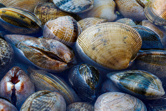 fresh clams soak for kitchens