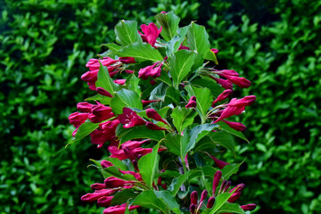 Alles grün, nur die roten Blüten der Weigelia heben sich ab
