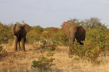 Fototapeta premium Afrikanischer Elefant / African elephant / Loxodonta africana