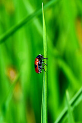 Ein Ameisensackkäfer  krabbelt  einen Gashalm hinauf (Makro)