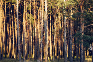 Pine forest illuminated by the bright sun. Summer forest.