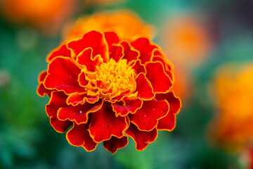 Close up of beautiful Marigold flower or Tagetes erecta, Mexican, Aztec or African marigold in the garden. Macro of marigold in flower bed sunny day. Magrigold background or tagetes card