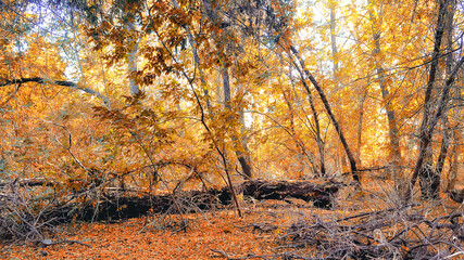 A fallen tree in the autumn forest by day.