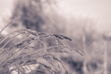 Frostige Winterlandschaft mit Schnee und Eisblumen, gefrorene Halme im Dezember, Postkartenmotiv, Kalenderbild