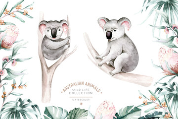 Watercolor cartoon baby koala tropical animal illustration. Jungle exotic summer print. Australian zoo isolated design