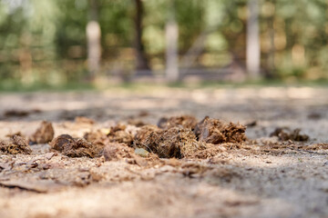 A pile of old horse dung on a farm. The manure contains a lot of hay and straw.