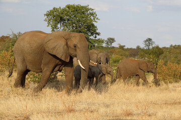 Naklejka na ściany i meble Afrikanischer Elefant / African elephant / Loxodonta africana.