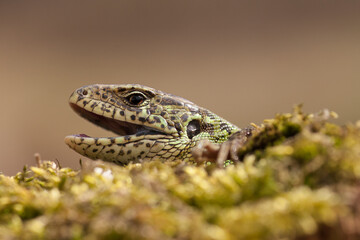 Head. Sand lizard. Lacerta agilis 