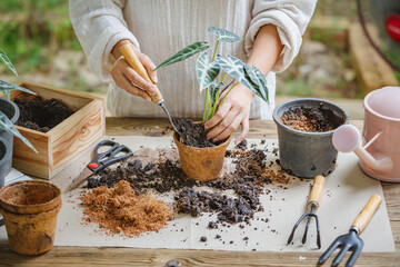 Woman hands transplanting plant into new pot by use shovel to scoop the soil into the pot. Indoor...