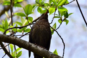 Auf dem Ast sitzt eine Amsel (Großaufnahme)
