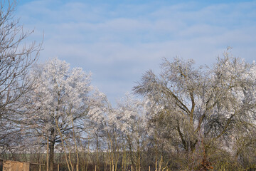Frostige Winterlandschaft mit Schnee und Eisblumen im Dezember, Postkartenmotiv, Kalenderbild
