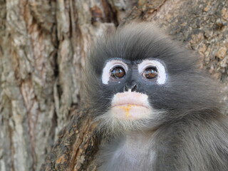 Close up Dusky leaf monkey ( Spectacled langur ) sitting on tree in forest, Prachuap Khiri Khan Province, Thailand