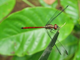 Asiatic Blood Tail dragonfly (Lathrecista asiatica asiatica) with big red eye on plant leaf with natural green background	