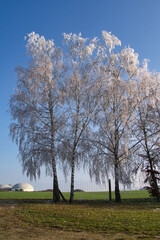 Frostige Winterlandschaft mit Schnee und Eisblumen im Dezember, Postkartenmotiv, Kalenderbild