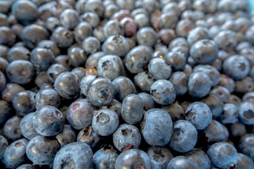 Blueberries are the queen of the berry fruit as they have no thorns, are non- invasive, have no need for support or spraying. They are easy to pick and last well. Not only do they look good in the gar - 396726043