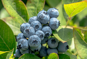 Blueberries are the queen of the berry fruit as they have no thorns, are non- invasive, have no need for support or spraying. They are easy to pick and last well. - 396726081