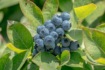 Blueberries on a bush - 396726091