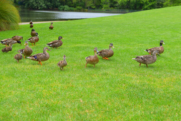 View of ducks with ducklings on green field