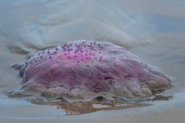 Jellyfish on the beach - 396726226