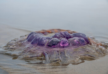 Jellyfish on the beach - 396726235