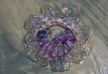 Jellyfish on the beach - 396726266