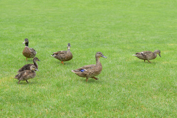 View of ducks with ducklings on green field