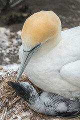 Gannet bird feeding her chicken. Muriwai Gannet colony, New Zealand, Auckland,  - 396726298