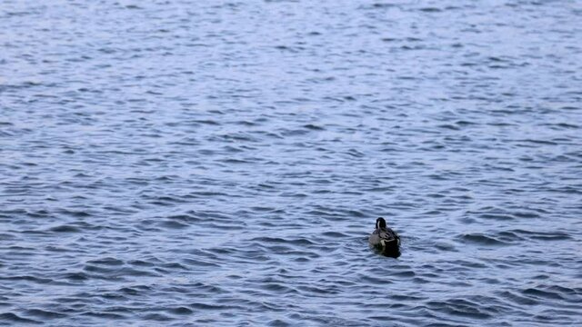 群れに向かって泳ぐオナガガモのオス
