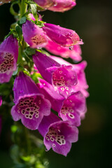 Fototapeta na wymiar closeup of pink foxglove flower clusters