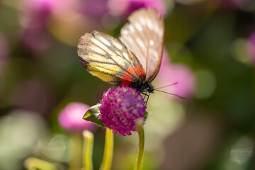 a butterfly on a flower in backlight