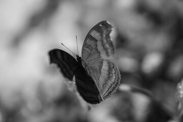 A butterfly with left wing in shadow and right wing in light