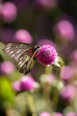 a butterfly on a flower in backlight