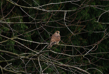 Female Kestral, resting in a tree., surrounded by greenery and branches.